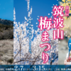 筑波山梅まつり -
